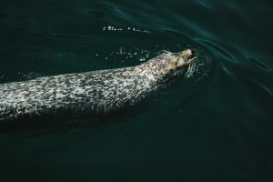 Unique seal swimming patterns could inspire new underwater drones